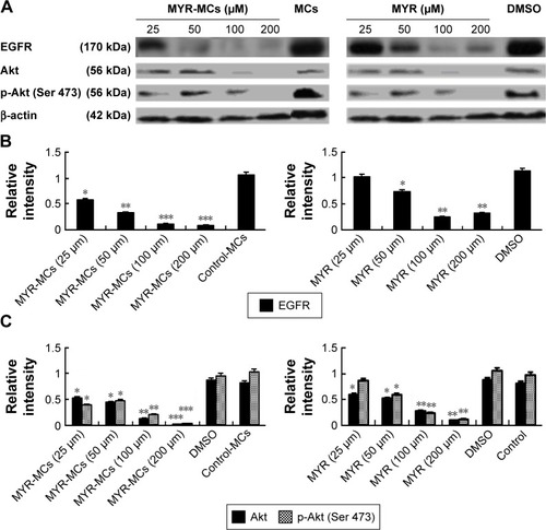 Figure 4 MYR-MC-induced changes of EGFR and Akt in cell lysates. The expression levels of EGFR, Akt, and phosphorylated Akt (Ser 473) in the cell lysates of DBTRG cells were assessed by immunoblotting analysis following the treatment with MYR-MCs or MYR under various concentrations for 24 h. Representative Western blotting images are shown in (A) and the summary of relative intensities is presented in (B and C). Data are presented as the mean ± standard error of mean of three independent experiments. *P<0.05, **P<0.01, ***P<0.001, compared with control cells.Abbreviations: DMSO, dimethyl sulfoxide; EGFR, epidermal growth factor receptor; MCs, mixed micelles; MYR, myricetin; MYR-MC, myricetin-loaded mixed micelle; Ser, serine.