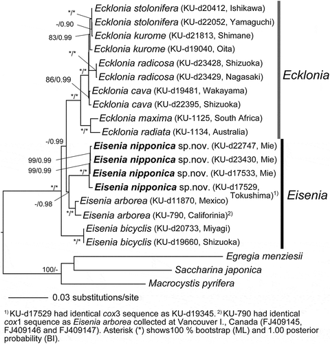 Fig. 14. Maximum likelihood (ML) molecular phylogeny based on concatenated DNA sequences of mitochondrial cox1, cox3 genes, atp8–16S rDNA region, and chloroplast psaA, psbA, atpB, rbcL gene sequences (Total 8223 bp). Numbers below the branches indicate the bootstrap values (BP, right) and Bayesian posterior probabilities (PP, left). Asterisk (*) indicates 100% BP and 1.00 PP in ML and BI analyses. Only the BP ≥ 70% and PP ≥ 0.95 are shown.