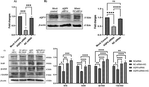 Figure 7. Effect of AQP 9 knockdown on Leydig cell steroidogenesis. Figures (A) and (B) are representative image to show AQP 9 knockdown in LC540 cells. (C) Effect of AQP 9 knockdown under hyperglycemia on protein expression of AQP 9, Nrf2, StAR and steroidogenic genes (3β-HSD and 17β-HSD) normalized with β-actin as internal control. Values represent mean ± SD (n = 3) (*p < 0.05, **p < 0.01, ***p < 0.001 and ****p < 0.0001).