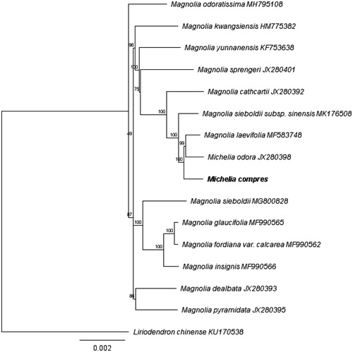 Figure 1. Maximum likelihood phylogenetic tree based on the complete genome sequences of Michelia compressa with those of 14 individuals of Magnoliaceae.