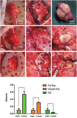Figure 2. The macroscopic view of adipose tissue and volume change in three group. Equal volume of adipose tissue was set as the initial volume. At week 6, the first line: fat flap enlarged and the crossing section view showed the adipose tissue appearance. The borders between host tissue and neo-tissue was marked with dotted line. The second line: The volume of grafted fat increased significantly (P < 0.05) and grew with the ligated vessel as a whole. The third line: The volume of grafted fat alone decreased, the wrapping fibrous tissue seemed to be thick. The volume of construct increased significantly in group A (P < 0.05) and group B (P < 0.05) while the volume in group C decreased significantly (P < 0.05)