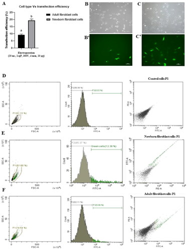 Figure 3. Transfection rates (A) in adult and newborn fibroblast cells following the electroporation of cells with best optimized conditions (4 mm cuvette gap, 20 ms, 1 sqP, 300 V, 10 µg plasmid DNA). Fluorescence images showing transfection efficiency in adult fibroblast cells (B’) with its corresponding bright field image (B) and in newborn fibroblast cells (C’) with its corresponding bright field (C).transfection efficiency was also determined using the flow cytometry, control cells (D) in which no plasmid DNA was used, newborn fibroblast cells (E) have 12.18 ± 0.22% transfection rates, and adult buffalo fibroblast cells (F) have 4.38 ± 0.23. Values are shown as Mean ± SEM. Different superscripts denote statistically different values (p < 0.05). Scale bar for microscopy images = 100 µm.