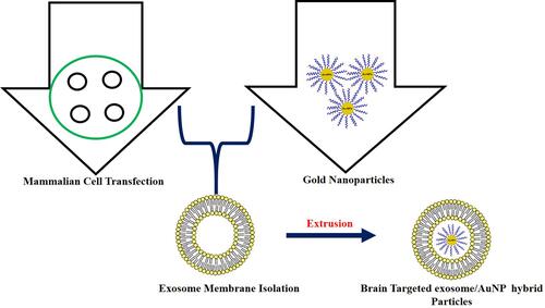 Figure 5 Modified Au nanoparticles for improved BBB penetration with neuron-targeted exosome.