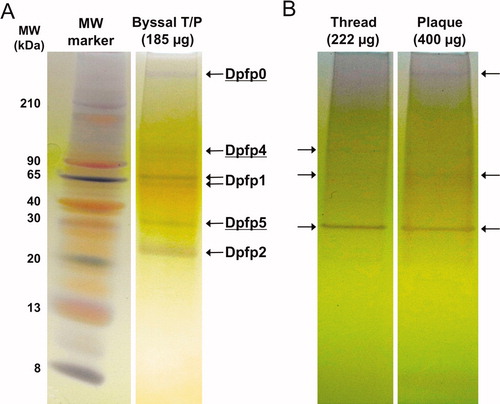 Figure 1. Electrophoretic separation of zebra mussel byssal proteins extracted from induced, freshly secreted byssal threads. Proteins extracts were loaded on 16% Tricine PAGE gels and silver-stained. (A) Byssal proteins identified in an extract from ∼33 complete byssal threads and plaques (T/P). Left lane: Colorburst molecular weight ladder. (B) Byssal proteins identified in the extracts from ∼57 separated threads and plaques. Arrows indicate bands observed on the gel, some of which are quite faint. Underlined proteins represent novel byssal foot proteins that we have named Dpfp0 (>210 kDa), Dpfp4 (>90 kDa) and Dpfp5 (∼30 kDa). The other protein bands correspond to the molecular weights of previously known DOPA containing foot proteins: Dpfp1 (76, 65 kDa) and Dpfp2 (26 kDa).