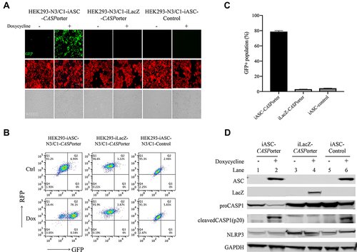 Figure 4 Identification of HEK293-NLRP3/CASP1-iASC-CASPorter clones by fluorescent microscope and flow cytometry. (A) Changes of GFP+ population after Dox 25 ng/mL treatment for 24h in HEK293-NLRP3/CASP1-iASC-CASPorter, HEK293-NLRP3/CASP1-iLacZ-CASPorter and HEK293-NLRP3/CASP1-iASC-Control under fluorescent microscope; (B) quantification of GFP+ population in the presence or absence of Dox for iASC-CASPorter, iLacZ-CASPorter and iASC-Control with flow cytometry. (C) statistical results of GFP+ population in iASC-CASPorter, iLacZ-CASPorter and iASC-Control with flow cytometry. (D) Protein expression (ASC, LacZ, Pro-caspase-1, Cleaved-caspase-1, NLRP3 and house keeping gene GAPDH) of iASC-CASPorter, iLacZ-CASPorter and iASC-Control with or without Dox 25 ng/mL treatment for 24h. Images are representative of three independent experiments. Values represent mean ± s.d. N3, NLRP3 C1, CASP1.