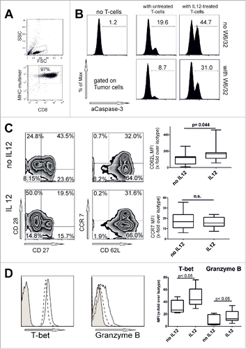 Figure 2. IL12 enhances antigen-specific cytotoxicity and retains CD62L expression. (A) Representative dot plots with gating strategy for Melan-A-MHC-multimer purified T cells. (B) MHC-multimer-purified Melan-A sp T-cells were cultivated with or without IL12 (10 ng/mL) for 48 h and then used in a caspase-3 apoptosis assay against the HLA-A02:01+ melanoma cell line FM55 (without exogenous peptides). HLA-ABC blocking antibody W6/32 (10 µg/mL) was added to the tumor cells 15 min before the T cells were added and was present during the assay. After 4 h tumor cells were stained for activated caspase-3 (for the gating strategy see Fig. 3B). E/T-ratio 2:1. Mean and SD from three independent experiments. (C) Melan-A sp. T cells in the proliferative phase were incubated for additional 48 h with or without IL12 and analyzed for various surface markers (gated on CD8+ MHC-multimer+ T cells as shown in Fig. 2A). Right panels: Summary of ten experiments, depicted as change in MFI (x-fold over isotype, mean and quartiles). For additional results see Fig. S1E. (D) Representative histograms of T-bet- and Granzyme B-expression. Filled: isotype, dashed line indicates no IL12, continuous line with IL12 treatment. Right: Summary of more than five experiments as MFI results (x-fold over isotype) are from more five experiments, including clonal cell populations (STEAP1, PRAME and clonal Melan-A cells). For all experiments in C and D: box, line and whiskers indicate: 25th to 75th percentile, median and min. to max. Significance was corrected for multiple comparisons.