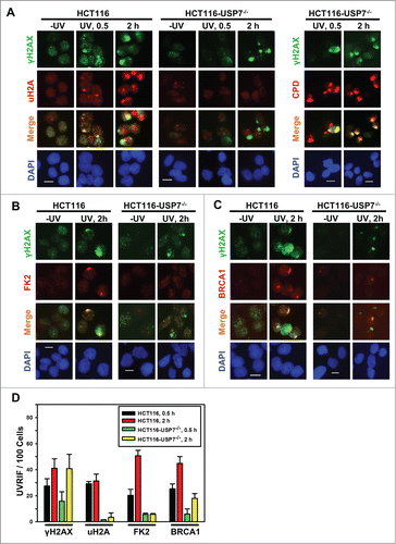 Figure 2. USP7 disruption compromises the formation of UVRIF of uH2A, FK2 and BRCA1 (A) HCT116 and HCT116-USP7−/− cells were exposed to micropore UV irradiation at 100 J/m2. Sub-nuclear spot accumulations of indicated DDR factors were visualized by immunofluorescence using specific antibodies. Calibration bar is 10 μm. Left panel: UVRIF of uH2A and γH2AX; right panel: UVRIF of CPD and γH2AX. (B) UVRIF of FK2 and γH2AX. (C) UVRIF of BRCA1 and γH2AX. (D) The quantitative data of γH2AX, uH2A, FK2 and BRCA1 foci from HCT116 and HCT116-USP7−/− cells. Mean ± SD were calculated from 4–6 microscopic fields of 3 independent experiments.