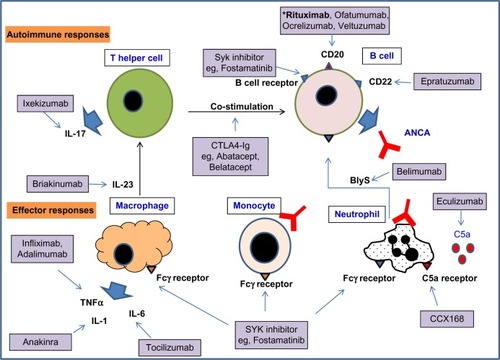 Figure 1 A selection of biologics and small molecule inhibitors targeting the autoimmune response and effector responses that may be important in GPA.