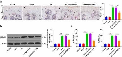Figure 2. Upregulation of miR-140-5p alleviated chondrocyte pyroptosis in OA mice. the OA mice were injected with agomiR-140-5p, with agomiR-NC as the control. A: cleaved caspase-1 positive expression was detected using immunohistochemical staining; the arrow indicates positive staining. B: GSDMD-N protein level was detected using western blot. C: IL-1β and IL-18 levels were detected using ELISA kits. N = 6. the measurement data are expressed as mean ± standard deviation and analyzed using one-way ANOVA, followed by Tukey’s multiple comparisons test, ***p < 0.001