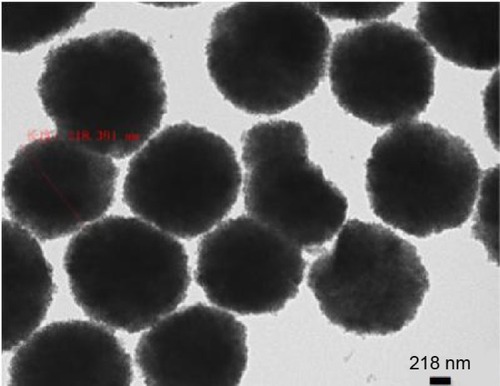Figure 7 TEM image of AN–CS–Arg/Cur NPs solution.Note: TEM image of AN–CS–Arg/Cur NPs solution at magnification (100,000×), scale bar represent 218 nm.Abbreviations: AN, acrylonitrile; Arg, arginine; CS, chitosan; Cur, curcumin; NPs, nanoparticles; TEM, transmission electron microscopy.