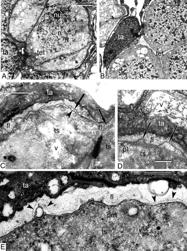 Figure 10. Ongoing tetrad period in Alsophila setosa. A. Three members of a tetrad (lateral section) surrounded by tapetal cells. B. Tetrad (central section) and adjacent tapetal cell. C. Border between two tetraspores of a tetrad and an adjacent tapetal cell; the newcomer is a thin dark sheet (arrow) adjacent to the plasma membrane (arrowhead); a fibrillar layer extends around the tetraspores. D. Tetraspore of a tetrad and adjacent tapetal cell; the vacuole of the tapetal cell is filled with long-fibrillar contents; a sinusoidal dark contrasted layer (arrows) and a fibrillar layer are visible. E. Border between a tetraspore and tapetum with a sinusoidal thin dark sheet at the inner side of the fibrillar layer (arrowheads); the number of ribosomes is restored (asterisk). Abbreviations: see Figure 1. Scale bars – 2 μm (A, B), 500 nm (C–E).