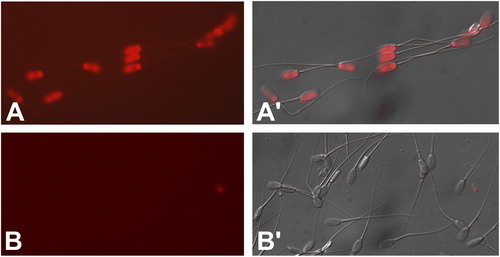 Figure 4 Visualization of ssATP in the boar sperm head by the modified, non-cell permeant CellTitreGlo assay kit. In the presence of ATP, the luciferase component of the kit cleaves luciferin, releasing measurable fluorescence at ∼575 nm wavelength (A). Panel B shows negative control without luciferin.