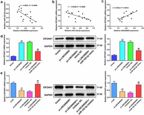 Figure 5. LINC00665 regulates EIF2AK1 expression by targeting miR-122-3p. (a) The correlationship between LINC00665 and miR-122-3p. (b) The correlationship between LINC00665 and EIF2AK1. (c) The correlationship between miR-122-3p and EIF2AK1. (D/E) The EIF2AK1 expression in MH7A cells. **P < 0.01 vs. Vector group, ##P < 0.01 vs. pc-LINC00665+ mimic NC group.