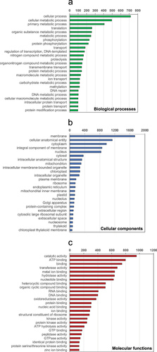 Fig. 3. Counts of protein sequences in Diplosphaera chodatii based on their GO annotations: a) biological processes, b) cellular components, c) molecular functions. The sequence counts were only shown for the first 25 GO terms (including repeated sequences) in each GO category and at all GO levels (up to level 5).