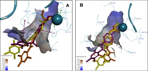 Figure 6 Overlay of the 3D ligand binding poses of compounds 7a (purple), 7b (orange) and 7c (yellow) in the HDAC1 (A) and HDAC2 (B) ligand-binding sites. The interacting residues are shown in line view, Zn ion is shown as a sky blue sphere. Dotted lines are used to visualize the protein–ligand interactions. Image prepared in Discovery Studio Visualizer.