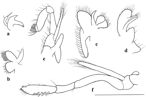 Figure 2. Discias nanhaiensis sp. nov., holotype. (a) right mandible, outer view; (b) left maxillule, outer view; (c) left maxilla, outer view; (d) left first maxilliped, outer view; (e) left second maxilliped, outer view; (f) left third maxilliped, lateral view. Scale bar: 1.0 mm.