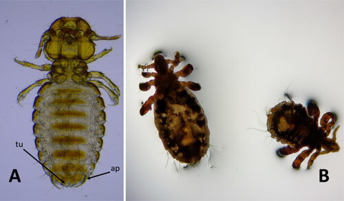 Figure 1. Lice found on fur on examined pudus. A: Adult female of genera chewing louse. tu: terminal tubercles; ap: lateral appendages. B: Adult and third nymph stage exemplars of sucking louse.
