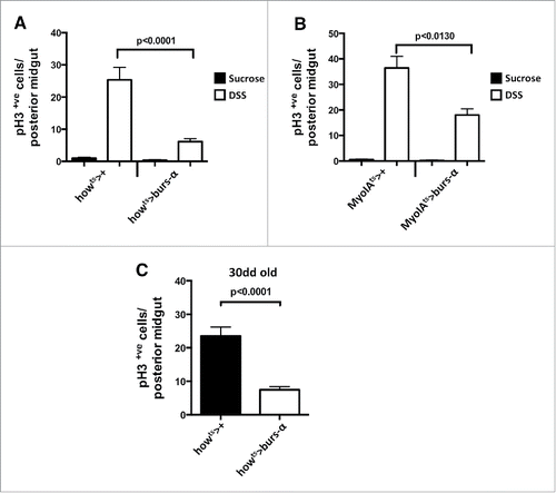 Figure 2. Burs-α miss-expression drives ISC quiescence. (A and B) Quantification of ISC proliferation, assessed by pH3 counting, in posterior midguts from animals of the indicated genotypes, either treated with sucrose only (control) or damaged by DSS treatment. Data is presented as average values (n > 10) ± SEM p values are indicated in each figure panel. (C) Quantifications of ISC proliferation in aging posterior midguts (30 d at 29°C) from the indicated genotypes. Data are presented as average values (n > 10) ± SEM p values are indicated in figure panel.