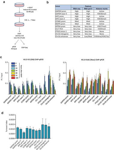 Figure 4. Loss of old H3.3 and gain of new H3.3 can be detected by ChIP-qPCR at different loci. (a) Experimental overview. Switching of the H3F3B-RITE cassette (H3.3-V5 to H3.3-FLAG) was induced in K562 cells by treatment with 4OHT and chromatin was harvested at different time points. (b) Overview of the loci analysed by ChIP-qPCR. Chr7 PCH stands for a pericentric heterochromatin locus on chromosome 7. Features are based on ENCODE data for K562. (c) ChIP-qPCR (IP/input) for old (V5) and new H3.3 (FLAG) at selected loci in K562 cells. (d) Turnover index [Citation51] at selected loci. A higher index means more turnover.