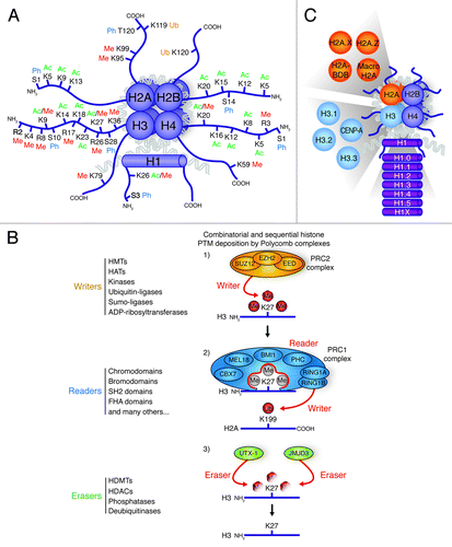 Figure 1. Histone post-translational modifications and variants. (A) Schematic drawing of a nucleosome with the four canonical histones (H2A, H2B, H3 and H4) and the linker histone H1. The covalent PTMs [methylation (Me), acetylation (Ac), ubiquitination (Ub), and phosphorylation (Ph)] are highlighted on the N- and C-terminal tails of each histone. (B) Graphical representation of histone PTM writers, which add covalent PTMs to histone tails, readers, which recognize and bind histone PTMs, and erasers, which remove histone PTMs. Protein families associated with these steps are listed on the left. In this example, the PRC2 complex adds (writes) tri-methylation on lysine 27 of histone H3. This is then recognized by the reader complex PRC1. The RING1A and RING1B subunits of PRC1 (writers) subsequently act to ubiquitinate lysine 199 of histone H2A. UTX-1 and JMJD3 can act to remove (erase) histone H3 K27 tri-methylation. (C) The known histone variants in ESCs are represented next to the canonical histones they replace.