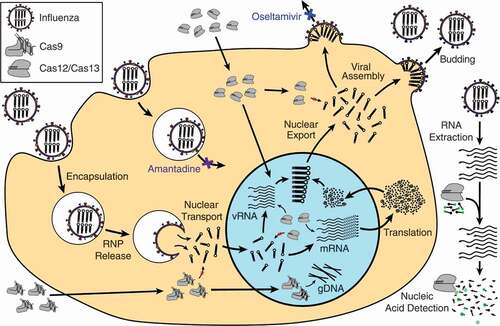 Figure 1. The influenza viral replication pathway involves binding to the cell surface, encapsulation, release of the ribonucleic protein (RNP) complexes, transport of the RNPs to the nucleus, generation of new RNPs, packaging, and release. Currently, two drugs have been developed to inhibit influenza replication: amantadine (purple) that blocks RNP release and oseltamivir (blue) that blocks budding of new viruses. Cas13 has the potential to directly target viral RNAs to inhibit replication, although packaging in RNPs is likely to block access to the RNA for CRISPR targeting. Cas9 could potentially be used to edit the genome to the make the cell resistant to infection. Finally, CRISPR can also be used in a diagnostic setting to detect viral RNAs using techniques like SHERLOCK[Citation42] and DETECTR[Citation37]