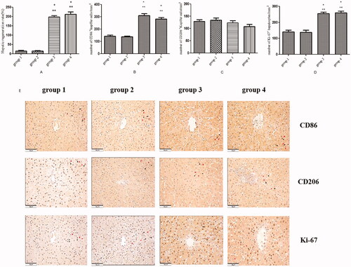 Figure 2. The association between liver partition and portal vein ligation-induced liver regeneration is closely related to CD86+ Kupffer cells. (A) Associating liver partition and portal vein ligation-induced liver regeneration. (B) The number of CD86-positive Kupffer cells per square millimetre. (C) The number of CD206-positive Kupffer cells per square millimetre. (D) The number of Ki-67-positive hepatocytes per square millimetre. (E) Immunohistochemical staining for CD86 in the regenerating lobes in each group. (F) Immunohistochemical staining for CD206 in the regenerating lobes in each group. (G) Immunohistochemical staining for Ki-67 in the regenerating lobes in each group; scale bars, 50 µm. *P < .01 group 1 compared with group 3/group 4; **P < .01 group 2 compared with group 3/group 4. Cells that include the nuclear deposition of violet pigment were positive (black arrow), and cells with nuclear blue pigment deposition were negative (red arrow) (original magnification x200). Values are shown as the means ± the standard deviation. Group 1 is the mock group; group 2 is the implantation without ALPPS group; group 3 is the implantation/ALPPS group; group 4 is the implantation/ALPPS/CA group.