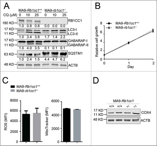 Figure 4. Rb1cc1 deficiency does not affect the maintenance of MA9-AML cells. (A) Clean Rb1cc1-deleted cells were prepared through 4-OHT treatment and colony selection. MA9-Rb1cc1+/+ and MA9-rb1cc1−/− leukemia cells were treated with chloroquine at the indicated dosages for 6 h before western blot analysis. Numbers represent the densitometry quantification of protein levels normalized to ACTB (n = 3 repeats). MA9-Rb1cc1+/+, Rb1cc1 wild-type MA9 leukemia cells; MA9-rb1cc1−/−, Rb1cc1-deficient MA9 leukemia cells. (B) Basal cell growth rates of MA9-Rb1cc1+/+ and MA9-rb1cc1−/− cells were analyzed by MTS assay at the indicated time points (n = 4 repeats). (C) MA9-Rb1cc1+/+ and MA9-rb1cc1−/− leukemia cells stained with CellROX Deep Red reagent or MitoTracker Red were analyzed by flow cytometry for ROS or mitochondria levels at basal state, respectively (n = 4 repeats). MFI, mean fluorescence intensity. (D) MA9-Rb1cc1+/+ and MA9-rb1cc1−/− cells under basal state were harvested and used for western blot analysis of the mitochondria protein COX4.