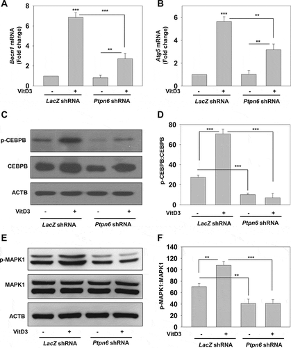 Figure 7. PTPN6 is required for VitD3-mediated expression of autophagy-related genes. (A and B) qRT-PCR analysis of autophagy-related genes (Becn1 and Atg5) in control (LacZ shRNA) and PTPN6 knockdown (Ptpn6 shRNA) mBMDMs treated with or without VitD3. (C and E) Immunoblot analysis of CEBPB, p-CEBPB (C) and MAPK1, p-MAPK1 (E) in control and PTPN6 knockdown mBMDMs treated with or without VitD3. (D and F) p-CEBPB:CEBPB (D) and p-MAPK1:MAPK1 (F) blots were quantified and represented as bar histograms. Data are representative and mean ± SD from three independent experiments.*p < 0.05, **p < 0.01, ***p < 0.001 compared to control or as indicated