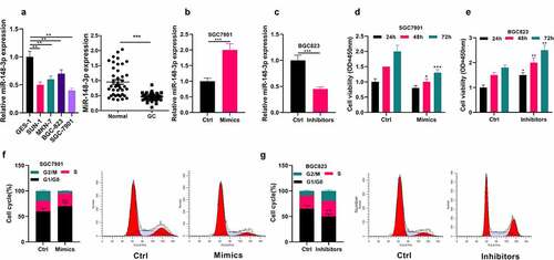 Figure 1. miR-148-3p inhibits in vitro proliferation for gastric cancer. A. In comparison with normal gastric epithelial cells, miR-148-3p expressed on gastric cancer cells is significantly down-regulated. miR-148-3p was also notably downregulated in GC tissues. B and C. Effect of transfected miR-148-3p mimics or inhibitors on miR-148-3p expressed in gastric cancer cells. D and E. Effects on transfection of miR-148-3p mimics or inhibitors to the gastric cancer cells proliferation. F and G. Effect on transfection of miR-148-3p mimics or inhibitors to the gastric cancer cell cycle. ** P < 0.01, *** P < 0.001.