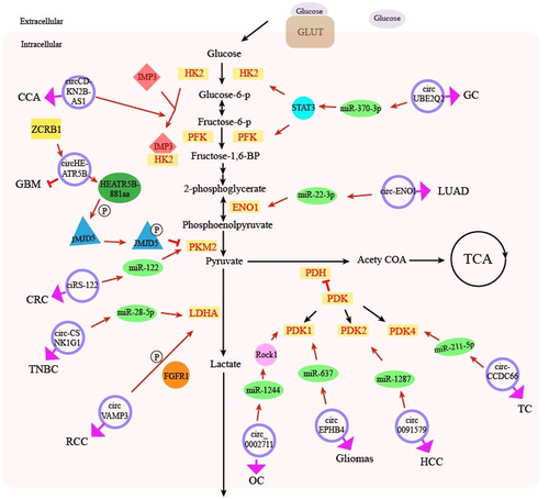 Figure 1. Schematic diagram of the effect of circRNA regulation of glucose metabolism-related enzymes on cancer glucose metabolism. It shows how circRNAs can affect the expression of downstream target genes by antagonizing miRNA or interacting with RBP, thereby increasing or decreasing the level of glucose metabolism related enzymes. The whole process promotes or inhibits cancer progression. The blue circle represents various circRNAs, the green ellipse represents miRNA, and the light yellow rectangle represents glucose metabolism related enzymes. The positive relationship is indicated by arrows (black arrow: glucose metabolism pathway, red arrow: pathway of circRNA function, pink arrow, and the role of circRNA in related cancers), and the negative relationship is indicated by a short line. P on the small white circle represents phosphorylation. GC, gastric cancer; LUAD, lung adenocarcinoma; TC, thyroid cancer; HCC, hepatocellular carcinoma; OC, ovarian cancer; RCC, renal cell carcinoma, TNBC, triple negative breast cancer; CRC, colorectal cancer; GBM, glioblastoma multiforme; CCA, cervical cancer. HK2, hexokinase 2; PFK, phosphofructose kinase; EON1, enolase; 1; PKM2, pyruvate kinase M2; LDHA, lactic dehydrogenase; PDH, pyruvate dehydrogenase; PDK, pyruvate dehydrogenase kinase; TCA, tricarboxylic acid cycle, Acety COA, acetyl coenzyme A.