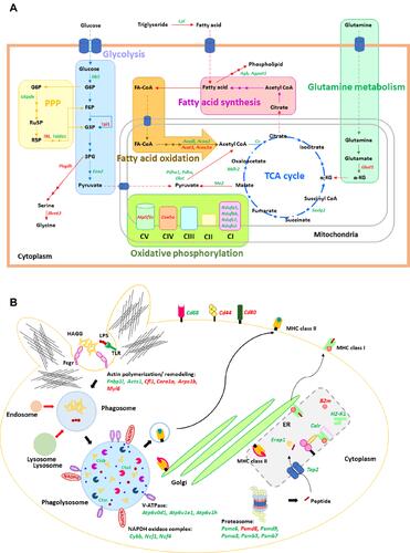 Figure 8 Illustration of cellular energy metabolism and phagocytosis pathway. Illustrations of cellular energy metabolism (A) and phagocytosis pathway (B) mapped the proteins from the proteomic analysis of macrophages after stimulation with LPS plus sHA-Ig (LPS+sHA-Ig) compared with LPS activation alone are demonstrated. Proteins in red and green-colored texts represent the up- and down-regulated proteins from the proteomic analysis, respectively.