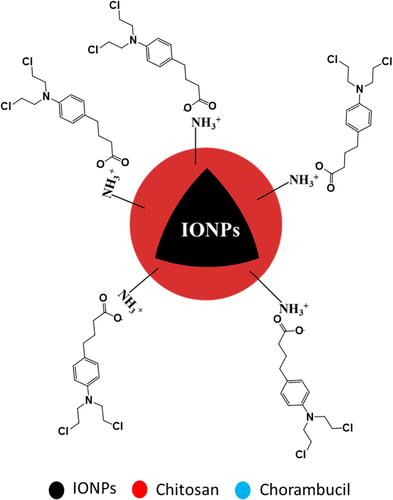 Figure 3 Molecular structure model of chloramb intercalated with IONPs.