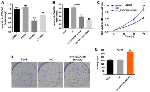 Figure 1 Downregulation of circEXOC6B promoted the proliferation of ovarian cancer cells. (A) The level of circEXOC6B in ovarian epithelial IOSE80 cells, and ovarian cancer cell lines A2870, SKOV3 and OVCAR3 was detected using qRT-PCR. (B) The level of circEXOC6B in A2870 cells infected with circEXOC6B-shRNA1 or circEXOC6B-shRNA2 was detected by qRT-PCR. (C) A2870 cells were infected with circEXOC6B-shRNA2 for 72 h. CCK-8 assay was used to determine cell viability. (D, E) Colony formation assay was used to determine cell proliferation. **P < 0.01, compared with the NC group.Abbreviation: NC, negative control.