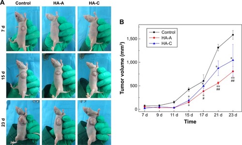Figure 7 (A) Macroscopic observation for the growth of tumor tissue in nude mice. (B) The volume changes of tumor tissue in nude mice with the feeding time (n=5; vs control group, *P<0.05, **P<0.01; vs HA-C, #P<0.05, ##P<0.01).