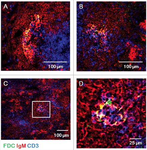 Figure 2. ME7-infected spleens at end-stage prion disease have larger FDC networks in germinal centers. Confocal images of ME7-infected mouse spleen sections 200 days after ME7 infection. Immunofluorescent staining indicates IgM (red), CD3 (blue), and FDC (green). (A, B, and C) Low-power confocal images of germinal centers. Scale bar represents 100 μm. (D) High-power confocal images of the area boxed in white in (C). Scale bar, 25 μm. N = 6 control and 6 ME7-infected mice.