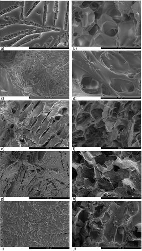 Figure 1. SEM images of freeze-dried trehalose/mannitol series (100/0—a and b; 75/25—c and d; 50/50—e and f; 25/75—g and h; 0/100—i and j) depicting cake surface morphology (a), c), e), g), i)) as well as inner structure (b), d), f), h), j)). SEM pictures taken from the middle part of the cake pieces. The scale bars correspond to 100 µm.