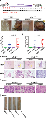 Figure 2. VDRΔIEC mice developed larger and more breast tumors. (a) Schematic overview of the DMBA-induced breast cancer model. Mice were given 1.0 mg of DMBA in 0.2 ml of corn oil by oral gavage once a week for 6 weeks. The samples were harvested at week 18. (b) Breast tumors in situ. Representative mammary glands from different groups. (c) the number of breast tumors significantly increased in VDRΔIEC mice compared with VDRloxp mice. Data are expressed as the mean ± SD. N = 8–13, one-way ANOVA. (d) the breast tumor volumes were significantly larger in VDRΔIEC mice than in VDRloxp mice. Data are expressed as the mean ± SD. n = 8–13, one-way ANOVA. (e) Representative H&E staining of mammary glands from the indicated groups. Images were from a single experiment and are representative of 8–13 mice per group. (f) Representative H&E staining of intestines from the indicated groups. The images were from a single experiment and are representative of 8–13 mice per group. All p values are shown in the figures. (g) Representative photographs of colons from the indicated groups.