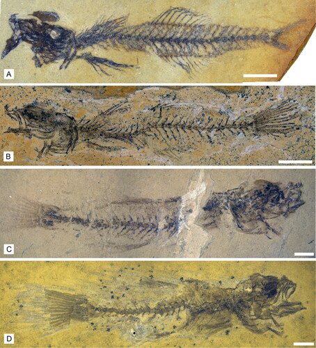 Figure 3. †Simpsonigobius nerimanae gen. et sp. nov. A, holotype, BSPG 1980X1030a; B, paratype, BSPG 1980X1013(2); C, paratype, BSPG 1980X1019a; D, paratype, BSPG 1980X992a. All scale bars = 2 mm.