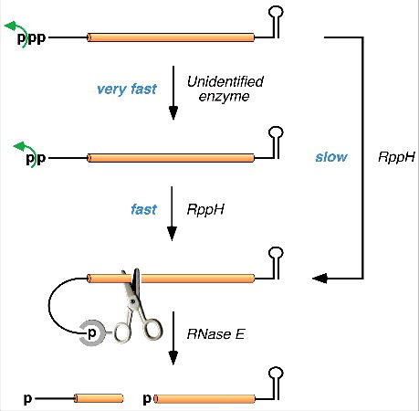 Figure 2. Mechanism of 5′-end-dependent degradation of triphosphorylated RNA in E. coli. In the principal pathway for 5′-end-dependent degradation, the γ and β phosphates of the triphosphorylated primary transcript are sequentially removed by an unidentified enzyme and by RppH, respectively, to generate first a diphosphorylated intermediate and then a monophosphorylated intermediate. The latter intermediate is vulnerable to rapid endonucleolytic cleavage by RNase E (scissors), whose 5′-end binding pocket can selectively accommodate a 5′ monophosphate but not a 5′ triphosphate or diphosphate. The resulting RNA fragments are then swiftly degraded (not shown). Although E. coli RppH prefers RNA substrates that are diphosphorylated, it can also convert triphosphates directly to monophosphates, albeit more slowly, releasing pyrophosphate as a by-product.