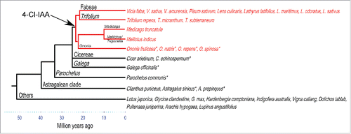 Figure 1. Phylogeny of the major lineages of the inverted-repeat-loss clade (IRLC) of the family Fabaceae with a particular focus on the closest lineages to the tribe Fabeae. The ability to produce 4-Cl-IAA appears to have evolved after the divergence of the genera Cicer and Galega approximately 25 million years ago (indicated by arrow and red brances). Species with detectable 4-Cl-IAA are shown in red; species that do not have detectable 4-Cl-IAA are shown in black. Species investigated in this study are indicated by an asterisk. Phylogenetic relationships and divergence dates are taken from Choi. et al.,Citation14 Lavin et al.,Citation9 Schaefer et al.Citation10 and Wojciechowski et al.Citation8