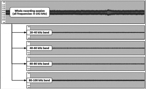 Figure 4. From each recording session, 4 ultrasonic frequency bands were extracted (20–40 kHz; 40–60 kHz; 60–80 kHz, 80–100 kHz).