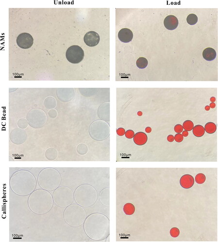 Figure 3. Morphologies of unloaded and doxorubicin-loaded of NAMs, DC Bead and Callispheres microspheres under optical microscope. The scale bar is 100 μm.