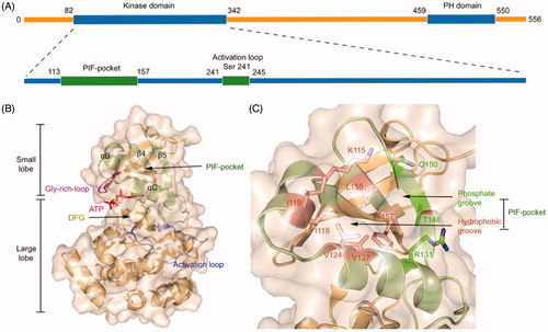 Figure 1. (A) The general structure of the peptide chain of PDK1. (B) Structural features of the catalytic core of PDK1. The PIF-pocket is shown in pale green, the activation loop in slate, the Gly-rich-loop in magenta, the DFG in yellow, and ATP in red. (C) Structural features of the PIF-pocket of PDK1. The residues that form the phosphate groove are shown in green, while the other residues that form the hydrophobic groove are shown in salmon.