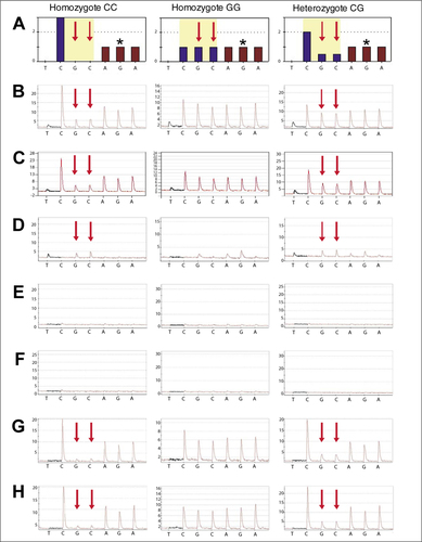 Figure 2.  Characterization of a coding single nucleotide polymorphism (SNP) on CARD15 transcripts by Pyrosequencing. SNP rs2067085 was analyzed on cDNA from leucocytes of three genotypically different individuals. (A) Theoretical histograms for the two homozygotes and the heterozygote with the chosen pipeting scheme. The histogram for the heterozygote was calculated for an equal expression of both alleles. Bases informative for the SNP alleles are shown in blue while bases in common are shown in brown. (B) Experimental Pyrograms obtained by using the standard protocol and cDNA from leucocytes. (C) Experimental Pyrograms obtained by using the standard protocol and cloned PCR products. (D) Results from blank control experiments in which Pyrosequencing was performed with single-stranded template without the addition of sequencing primer. (E) Blank control as in row D with the addition of blOligo (blocking oligonucleotide). (F) Blank control as in row D with the template ddCMP modified by deoxynucleotidyl transferase (TdT) treatment. (G) Pyrograms obtained by using blOligo and sequencing primer. (H) Pyrograms obtained by using ddCMP-modified template and sequencing primer. Red arrows indicate allele-specific bases used, and the asterisks (*) indicate the common G that was used as a reference for the calculation of allele amounts. CARD15, caspase recruitment domain family, member 15.