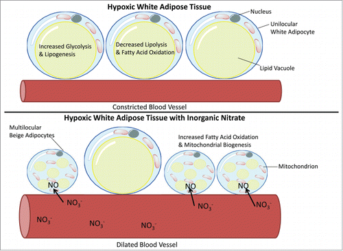 Figure 2. Diagram showing how the increased activity of the xanthine oxidoreductase catalyzed nitrate-nitrite-NO pathway may function as an adaptive response to hypoxia in adipose tissue. In addition to activating the browning process in adipocytes it is speculated that increased concentrations of nitrate will dilate the blood vessels to improve tissue oxygenation and partly reverse hypoxia-mediated pathological metabolic reprogramming of adipose tissue.