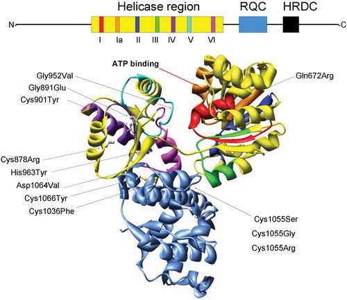 Figure 1. Structural features of the RecQ helicase catalytic core. The BLM helicase was modeled using the crystal structure of the catalytic core fromE. Coli RecQ (49–51) which only includes the helicase (yellow) and RQC (light blue) regions. Additionally, the seven helicase motifs and RQC domain are each displayed in a different color which corresponds to the schematic diagram (top): motif I (red), Ia (orange), II (dark blue), III (green), IV (purple), V (cyan), VI (fuchsia). The N and C termini and conserved HRDC domain (all shown in black) are not included in the structural representation of BLM. Diagram consisting of α‐helices (cylinders), β‐sheets (arrows), and variable regions (ribbons). The ATP binding site is indicated with an arrow (red). The E. coli RecQ structure was used to map 10 corresponding positions of 12 characterized BS missense mutations, shown with their original amino acid side chains. The mutations are indicated with an arrow (black) and listed as follows with the corresponding E. coli RecQ residue in parentheses. Helicase region: Gln672Arg (Gln30), Gly891Glu (Gly239), Cys901Tyr (Val249), Gly952Val (Gly299), His963Tyr (His310), Cys878Arg (Leu227); RQC region: Cys1036Phe (Cys380), Cys1055Ser (Gly392), Cys1055Gly (Gly392), 1055Arg (Gly392), Asp1064Val (Asp401), Cys1066Tyr (Cys402).