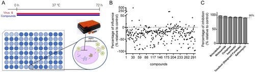 Figure 1. Screening of antiviral compounds against ASFV using the kinase inhibitor library. (A) Assay scheme: PAMs were treated with compounds and ASFV (MOI = 0.1) and incubated for 72 h. The culture supernatant and cell lysates were collected to determine viral genome copies by qPCR of the ASFV B646L gene and calculated based on a standard curve. (B) Screening of 298 kinase inhibitors for primary candidates that inhibit ASFV infection. Each dot represents the percent influence achieved with each compound at a concentration of 10 μM, which was calculated compared to that of the DMSO-treated control group. (C) These compounds of inhibition > 90% were shown in the bar graph. Data represented three independent experiments with three technical replicates (shown as mean ± SEM).