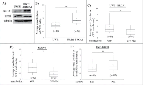 Figure 4. BRCA1 promotes EOC cell motility through downregulating PFN1 expression. (A) Total extracts of UWB1 vs UWB1-BRCA1 cells were immunoblotted with anti-BRCA1, anti-PFN1, and anti-tubulin. (B) A box and whisker plot depict the average speed of randomly migrating UWB1 and UWB1-BRCA1 cells (n indicates number of cells from 2 independent experiments, ** P < 0.01). (C, D) Box and whisker plots represent the average speeds of UWB-BRCA1 (C) and SKOV3 cells (D) expressing either GFP (control) or GFP-PFN1 (n indicates number of cells from 3 independent experiments). (E) A box and whisker plot represents the average speed of UWB-BRCA1 cell line expressing shRNAs targeting either Luciferase (luc – control) or PFN1. Transfected cells were identified by expression of an RFP reporter encoded by the plasmid. (‘n’ indicates number of cells from 5 independent experiments, *P < 0.05, **P < 0.01).