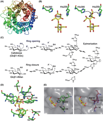 Fig. 1. Structure–function relationship of CE.