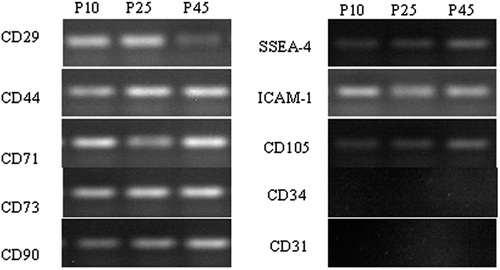 Figure 3. Detection of surface markers of BMMSCs via RT-PCR. RT-PCR assays showed that BMMSCs at different passages were positive for CD29, ICAM-1, SSEA-4, CD44, CD71 and negative for CD73, CD31 and CD34.